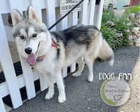 Dixie Ann - Photo 3