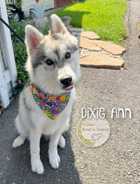 Dixie Ann - Photo 2