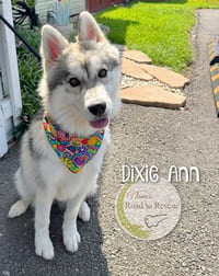 Dixie Ann - Photo 1