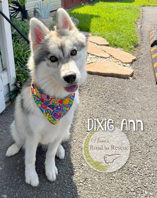 DIXIE ANN - Husky / Pomeranian for adoption in Shreveport