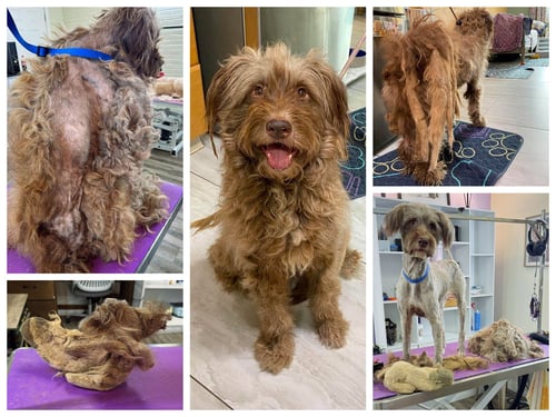 FRAU FLOOFINGTON (NOT YET AVAILABLE) - Schnauzer / Poodle (Standard) for adoption in Shreveport