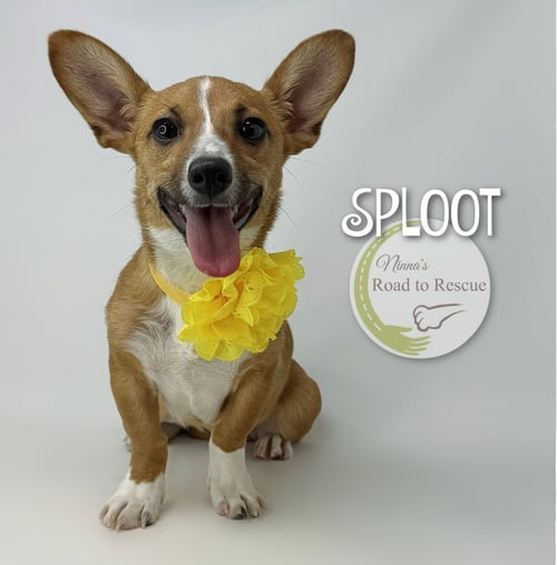 SPLOOT - Corgi for adoption in Shreveport