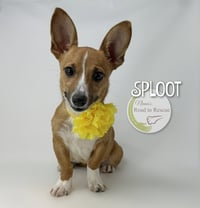 Sploot - Photo 2