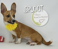 Sploot - Photo 3