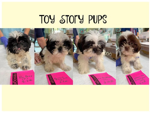 TOY STORY PUPS (NOT YET AVAILABLE)