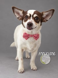 Annjolene - Photo 2
