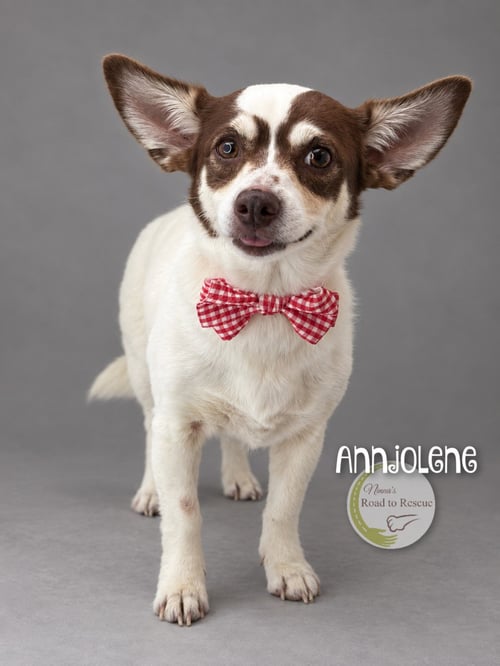 ANNJOLENE - Corgi available for adoption