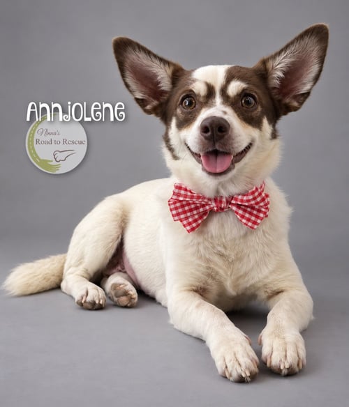 ANNJOLENE - Corgi for adoption in Shreveport