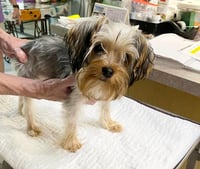 Goliath (STRAY - NOT AVAILABLE) - Photo 1