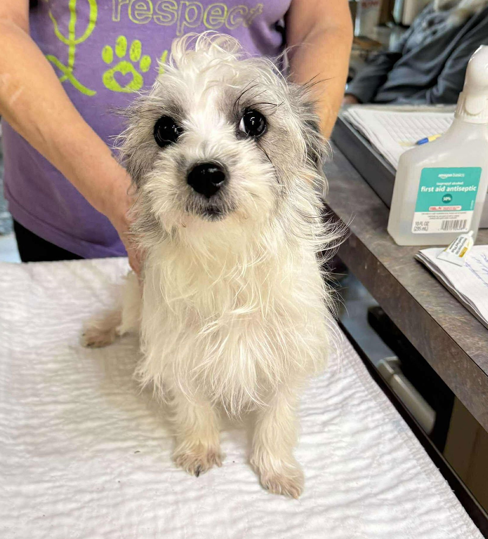 SUNDEW (NOT YET AVAILABLE) - Schnauzer available for adoption