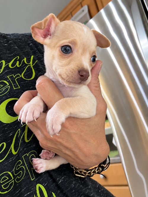 SUZU (NOT YET AVAILABLE) - Chihuahua for adoption in Shreveport