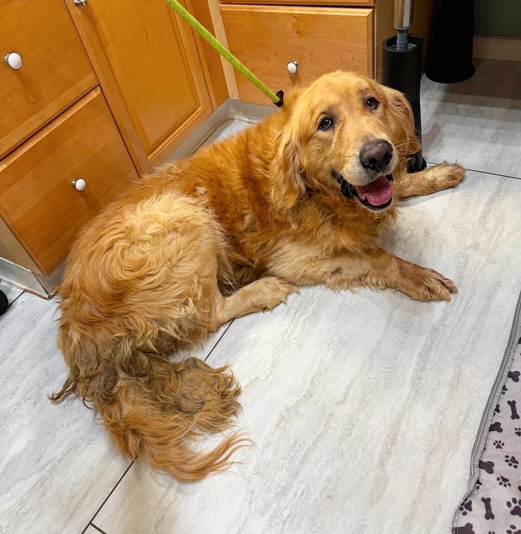 Chonk (NOT YET AVAILABLE) Image