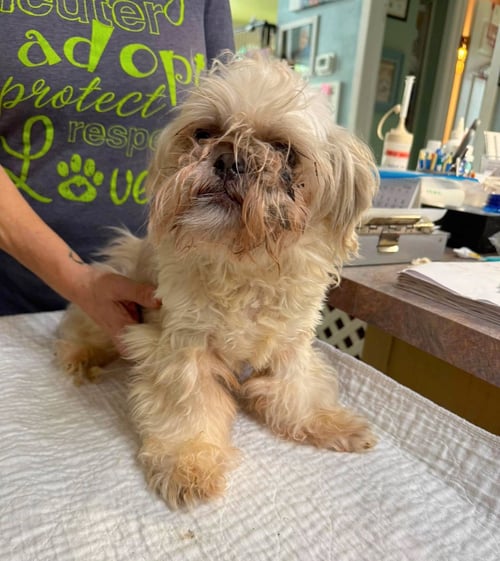 BUTTER MOON (NOT YET AVAILABLE) - Shih Tzu for adoption in Shreveport