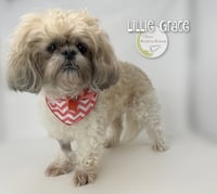 Lillie Grace - Photo 1