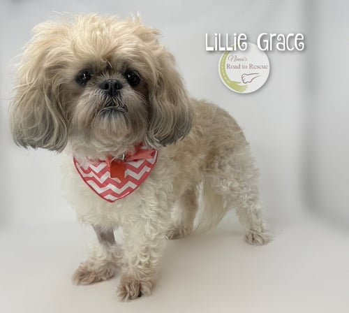 LILLIE GRACE - Shih Tzu for adoption in Shreveport
