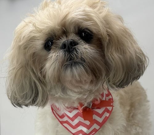 LILLIE GRACE - Shih Tzu available for adoption