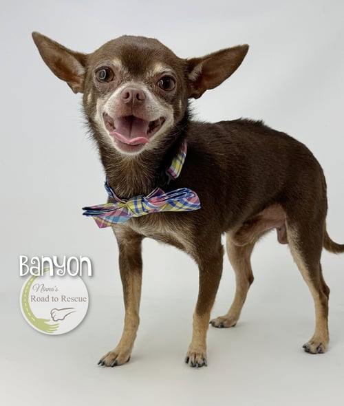 BANYAN - Chihuahua for adoption in Shreveport
