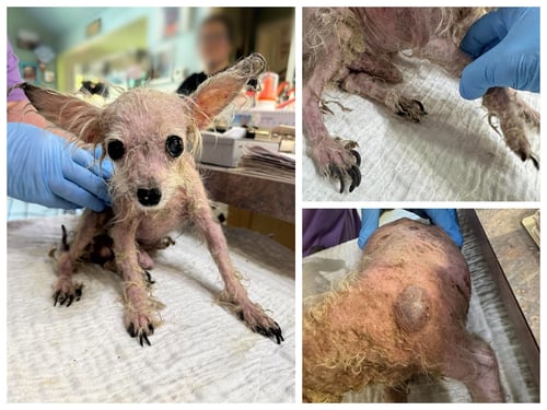 TEENIE WEENIE (NOT YET AVAILABLE) - Chinese Crested-Hairless for adoption in Shreveport