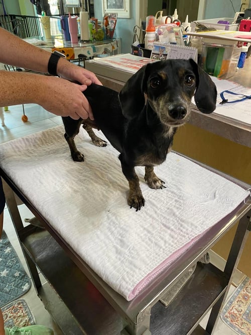 SHORT STACK (NOT YET AVAILABLE) - Dachshund for adoption in Shreveport