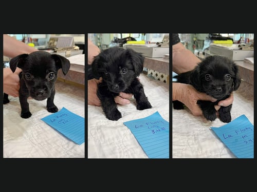 LA FURRY, LA FLUFFY AND LA FLOOFY (NOT YET AVAIL)