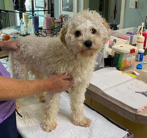 BARK TWAIN (NOT YET AVAILABLE) - Cockapoo available for adoption