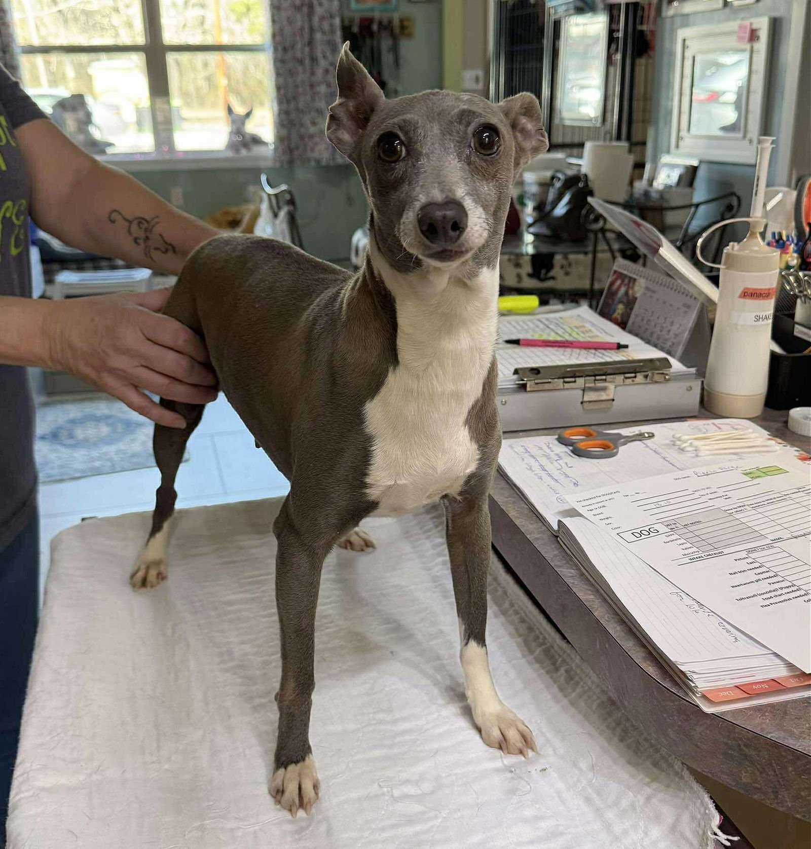 PIGEON FORGE (NOT YET AVAILABLE) - Italian Greyhound available for adoption