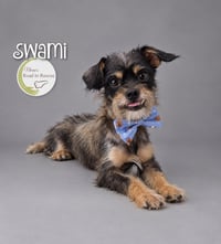 Swami - Photo 2