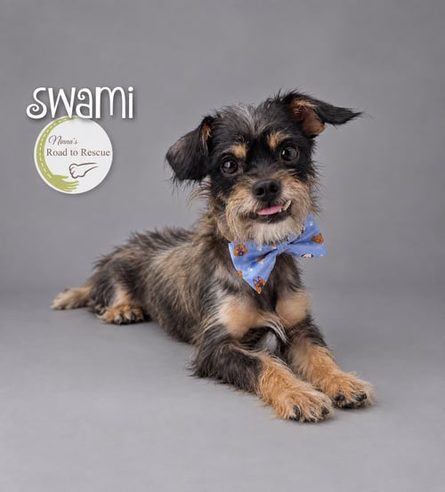 SWAMI - Schnauzer / Pug available for adoption