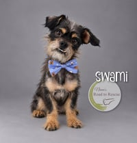Swami - Photo 3