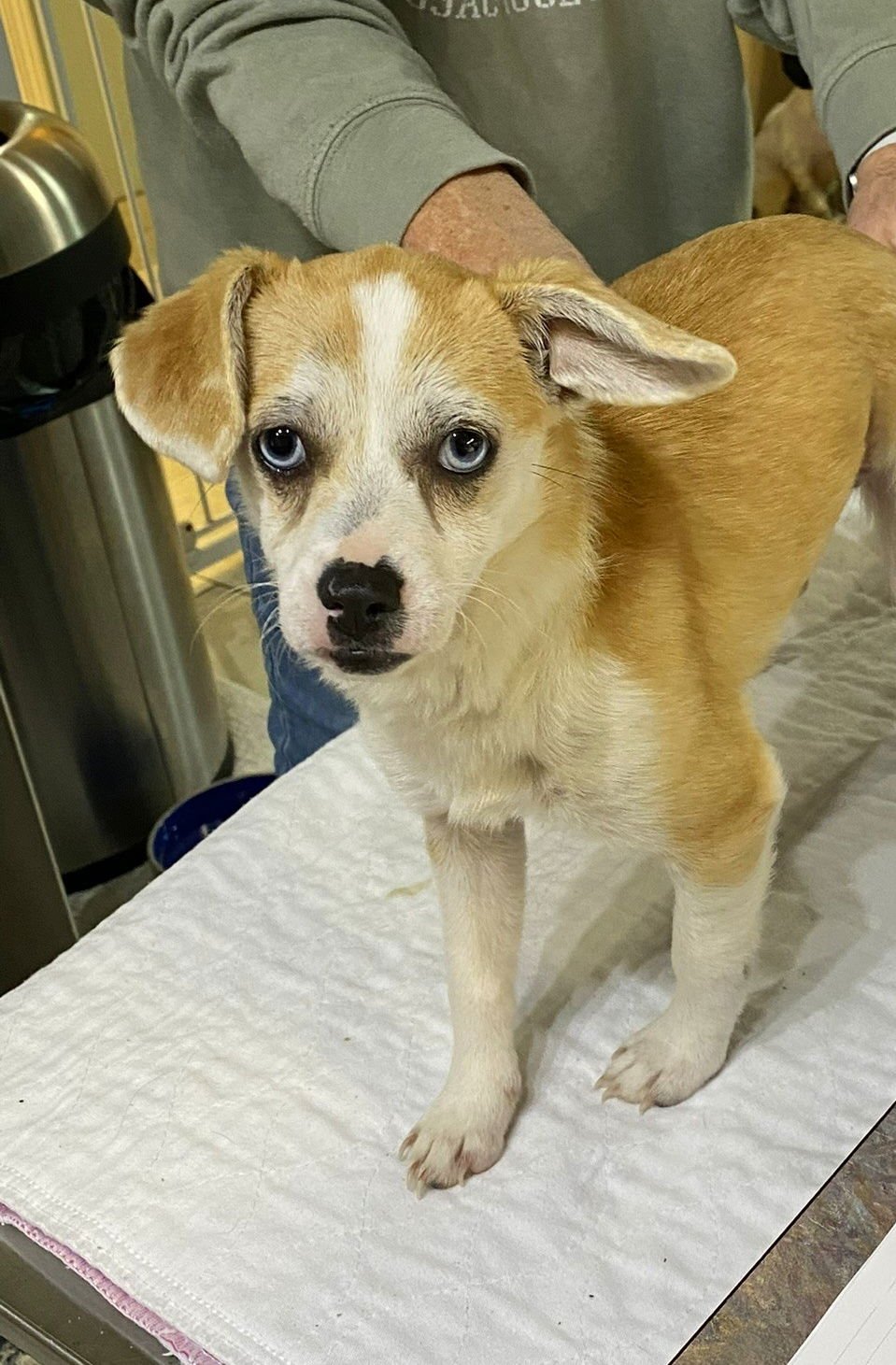 FLORA BELLE (NOT YET AVAILABLE) - Corgi / Australian Shepherd available for adoption