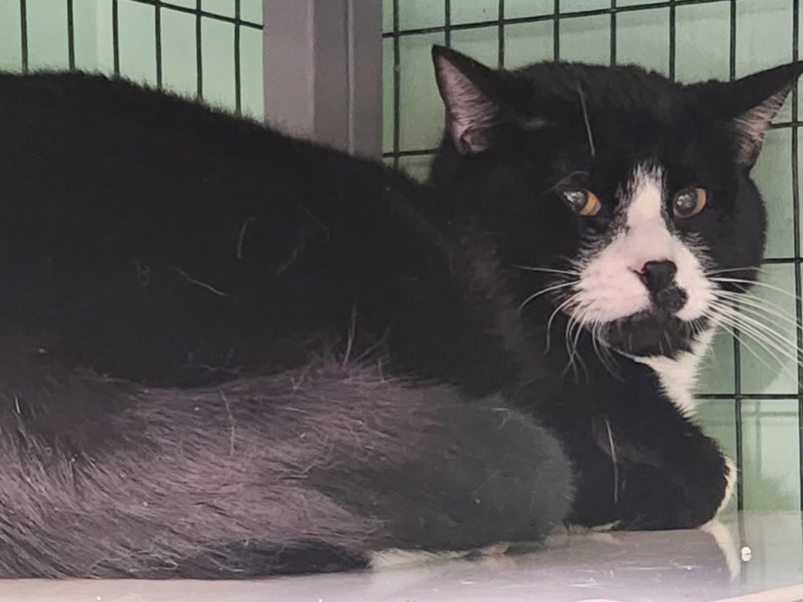 SMOLLETT - Domestic Short Hair available for adoption