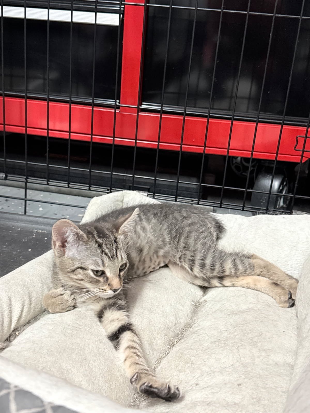 PANDEMONIUM - Domestic Short Hair available for adoption