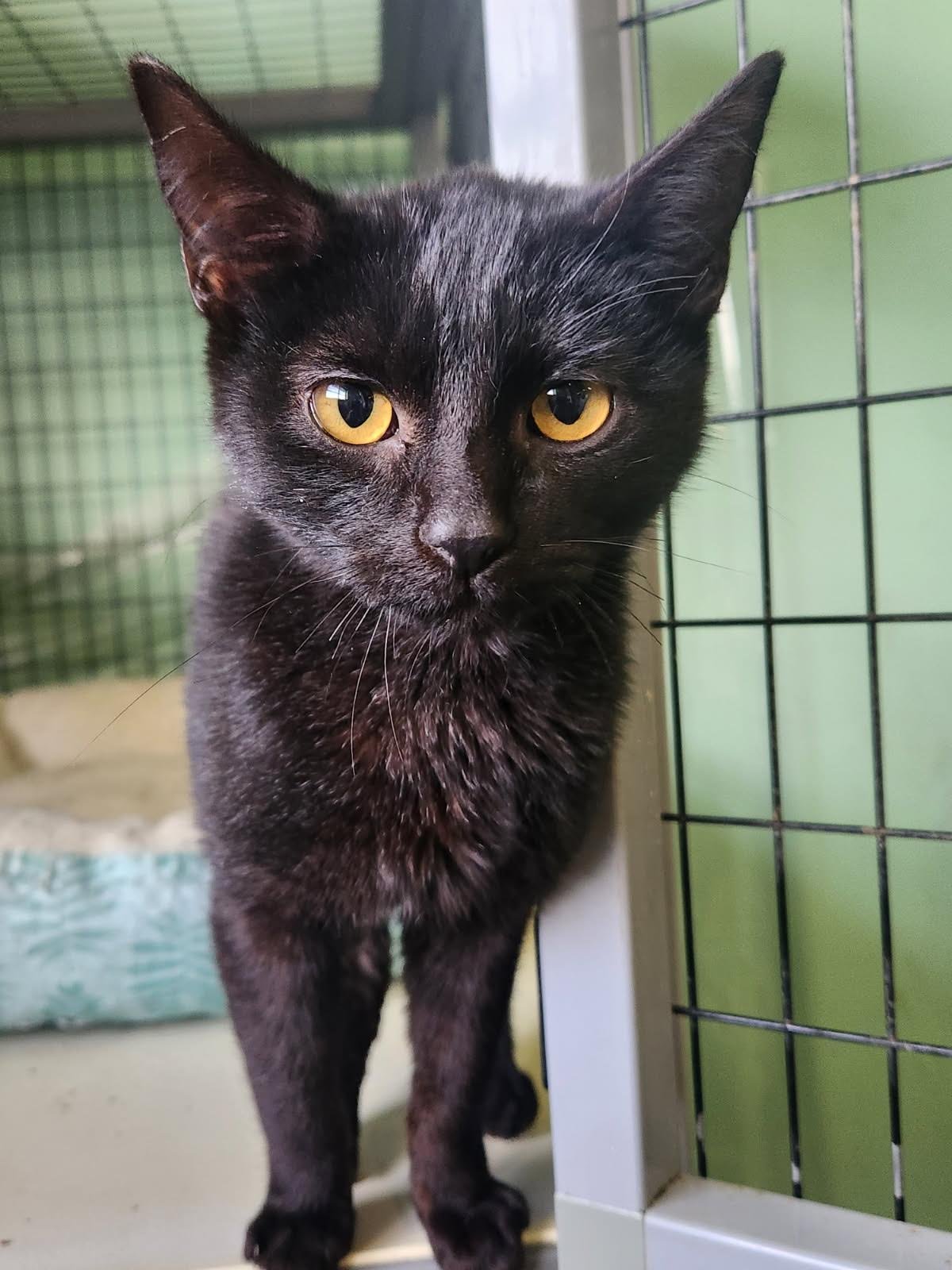 ACACIA - Domestic Short Hair available for adoption