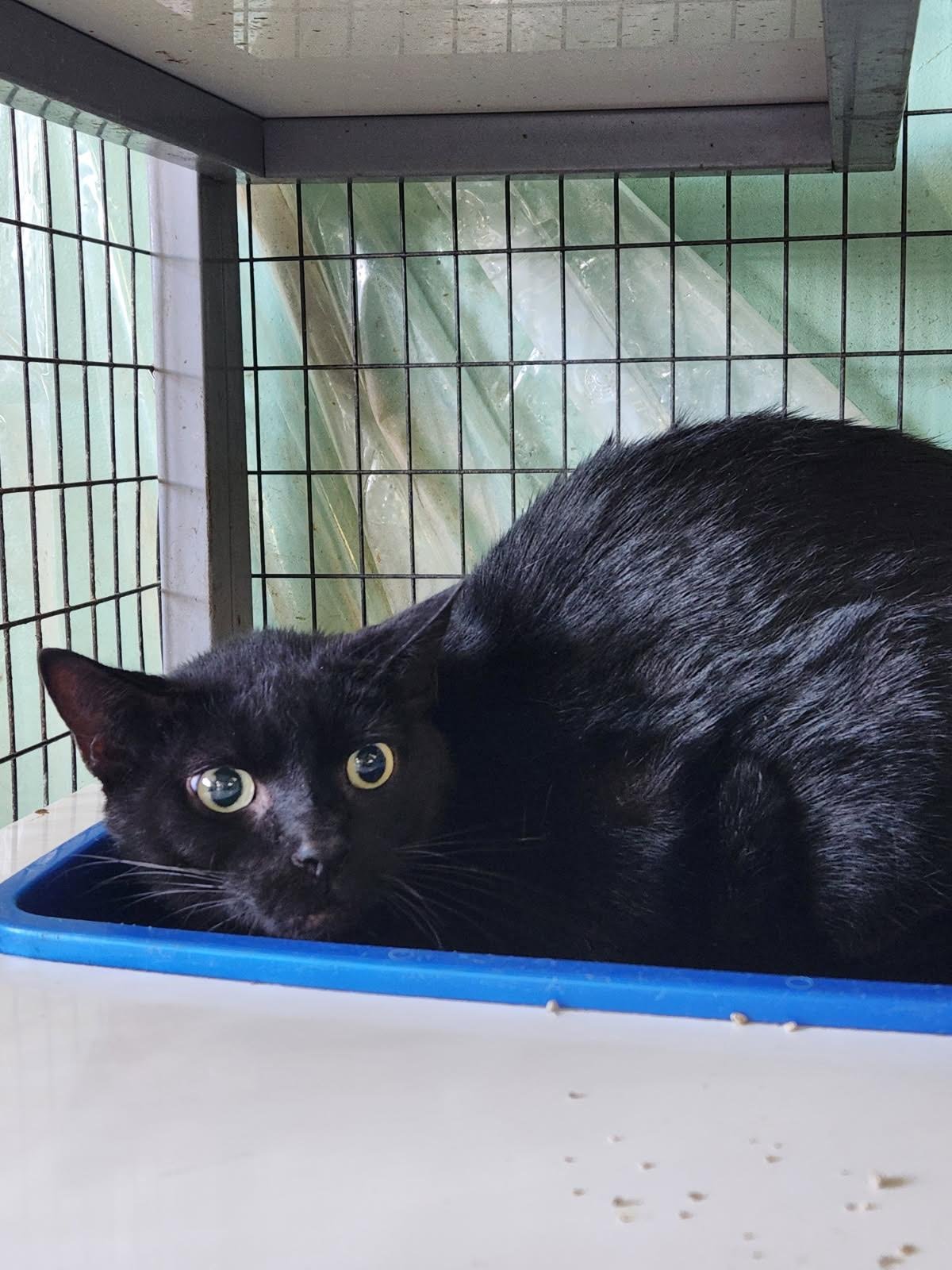 CHESTER - Domestic Short Hair available for adoption