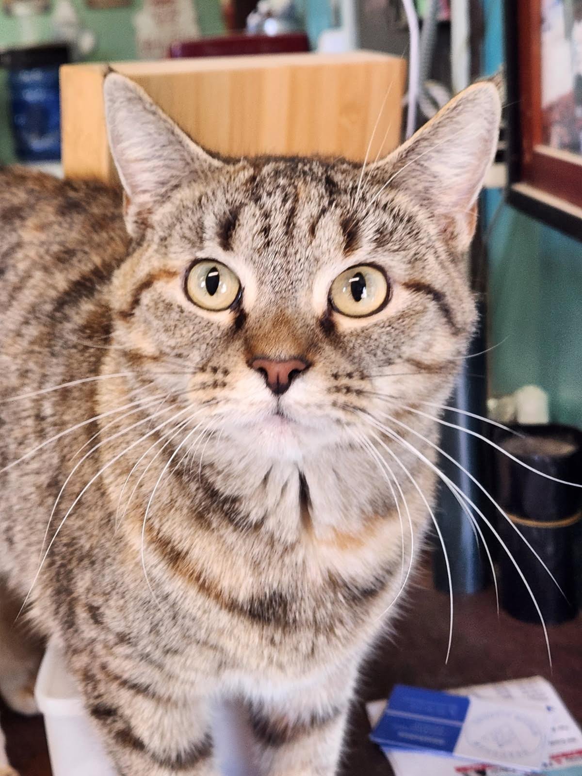 BISCUITS - Domestic Short Hair available for adoption