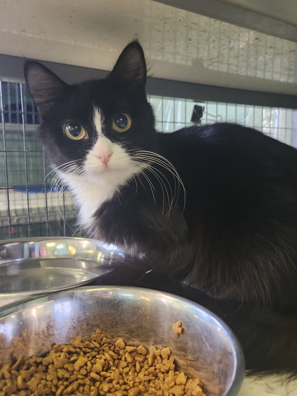 RAISIN - Domestic Medium Hair available for adoption