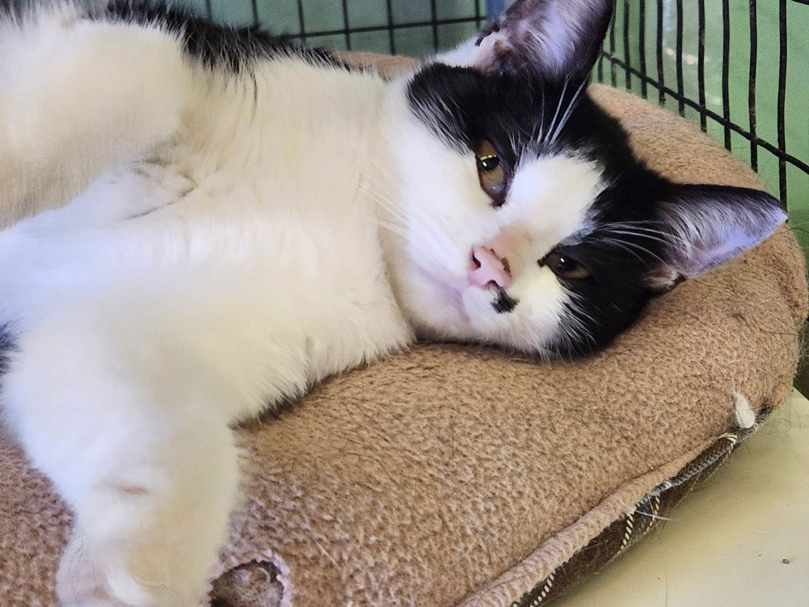 APRICOT - Domestic Short Hair available for adoption