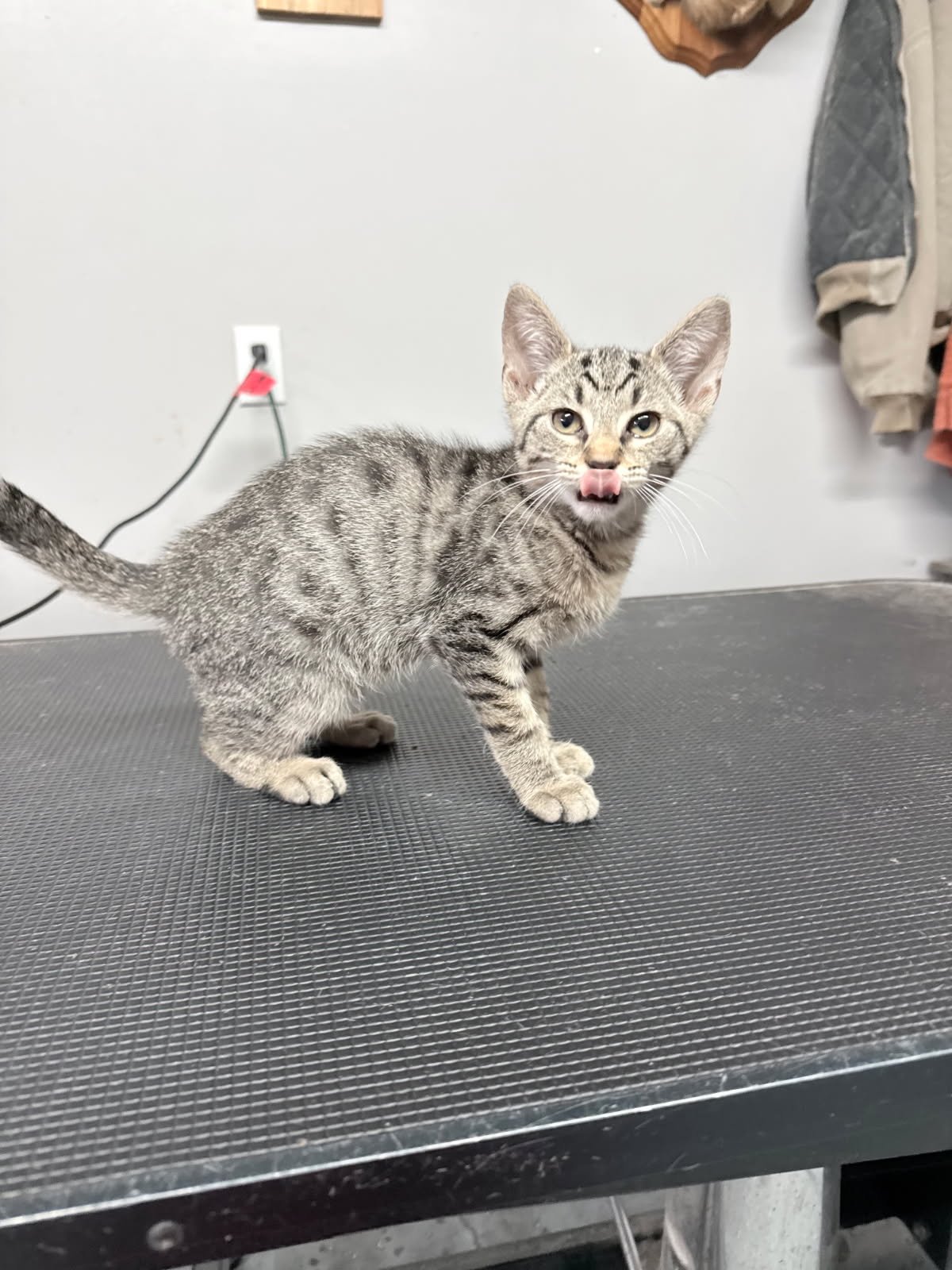 PAWLY - Domestic Short Hair available for adoption