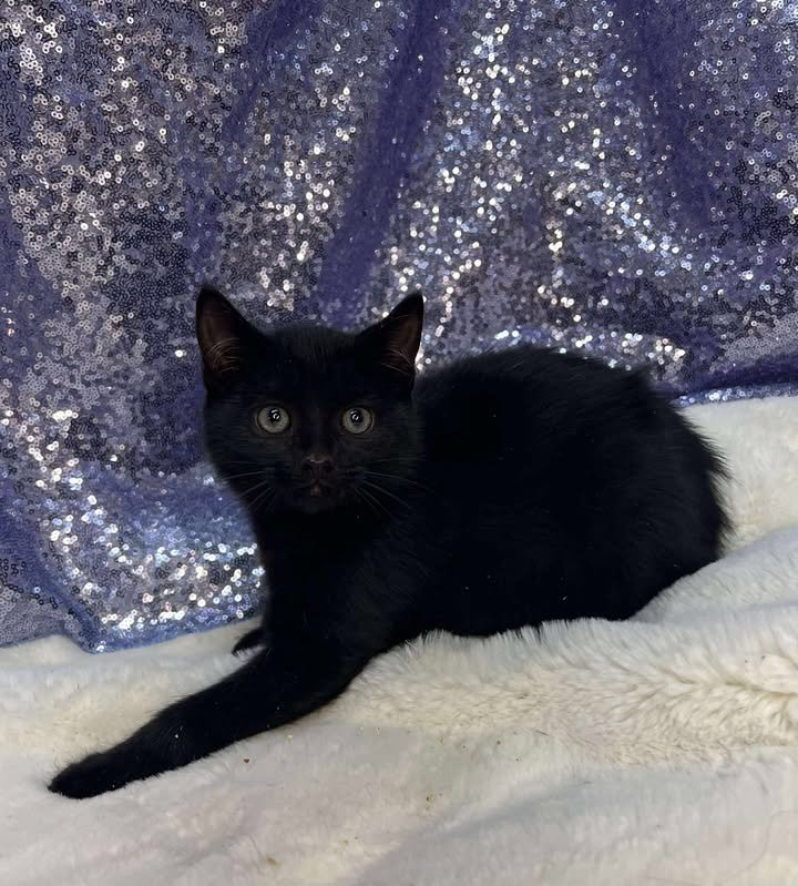 JOLLY TIME - Domestic Short Hair available for adoption