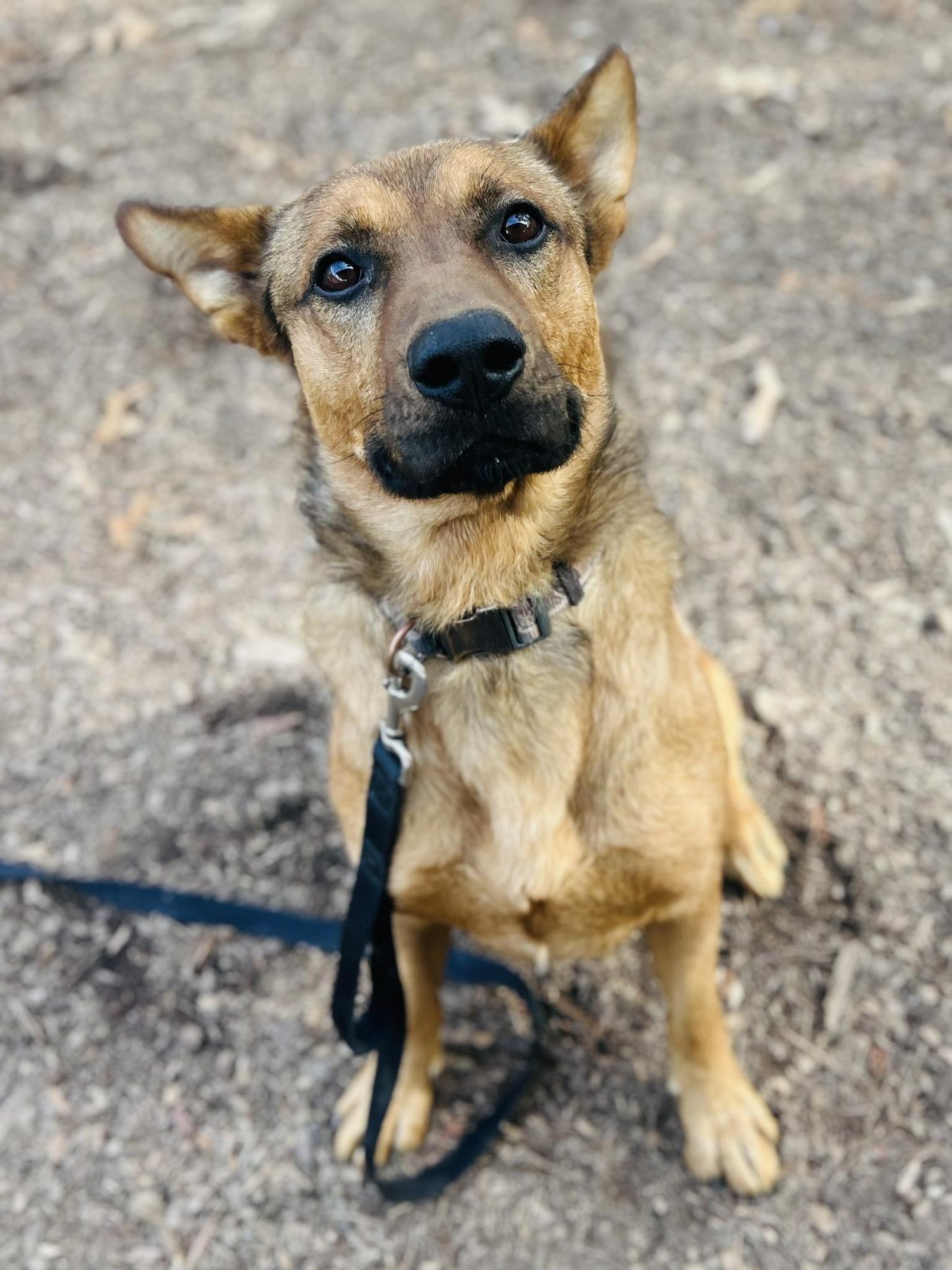 REX - Shepherd available for adoption