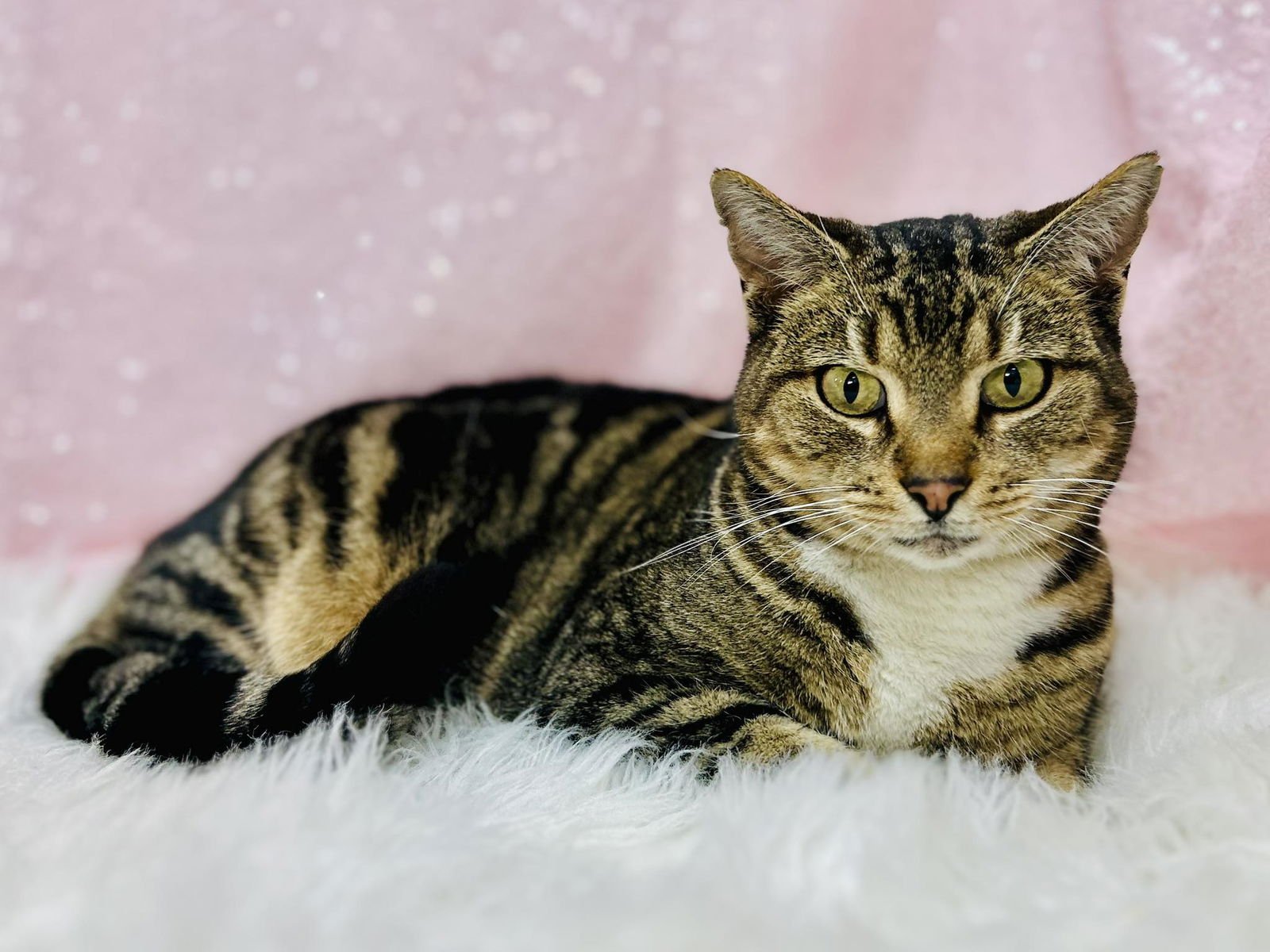 JEZA BELL POSSUM - Domestic Short Hair available for adoption