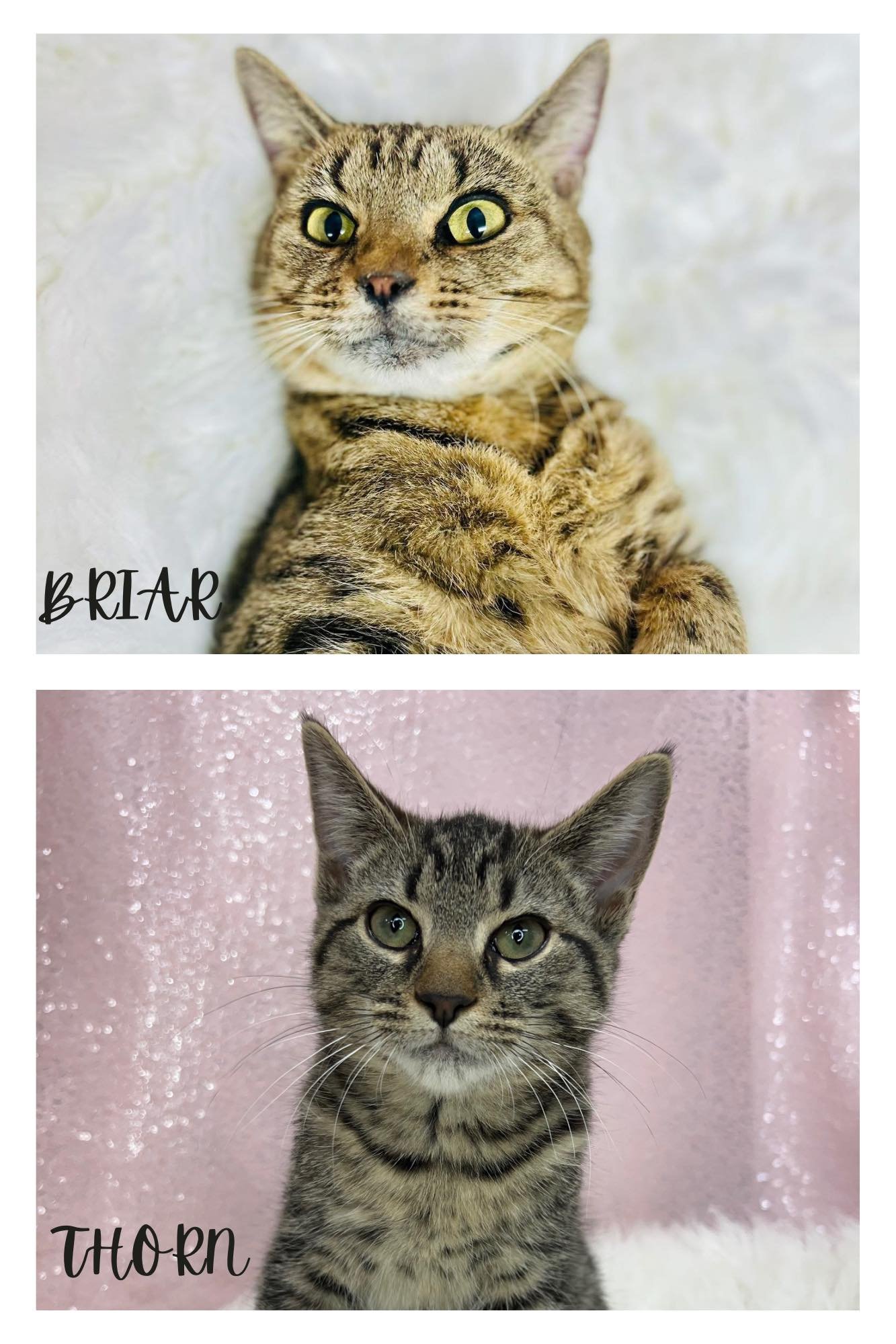 BRIAR/THORN - Domestic Short Hair available for adoption