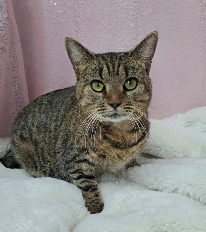 BRIAR/THORN - Domestic Short Hair available for adoption