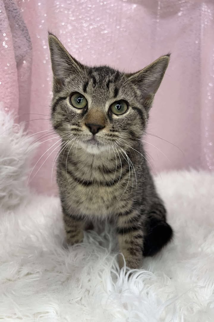 Briar/Thorn - Photo 3