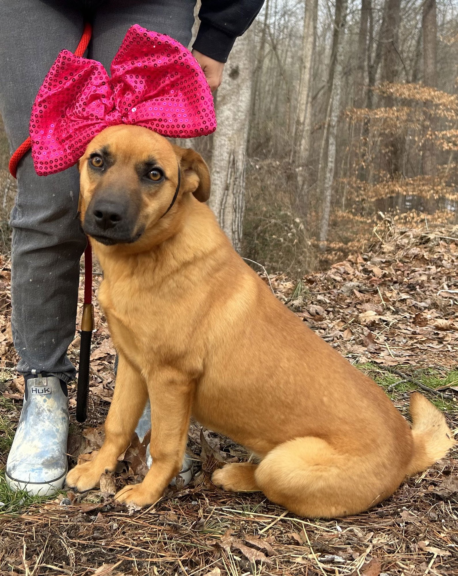 GERTIE - Terrier available for adoption