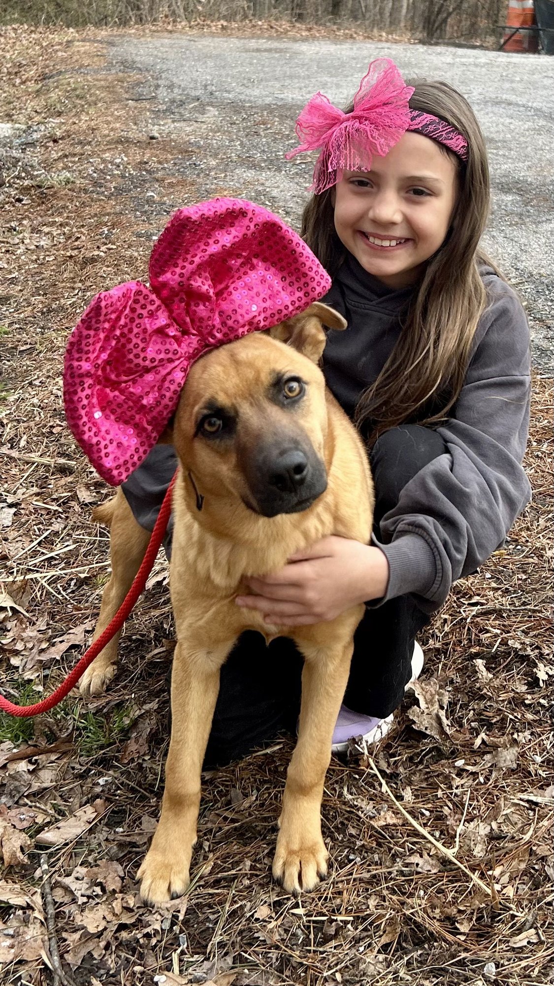 GERTIE - Terrier available for adoption