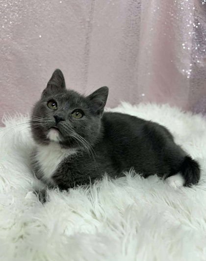 TWILIGHT - Domestic Short Hair available for adoption