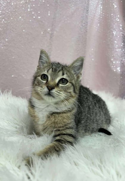 TWINKLE - Domestic Short Hair available for adoption