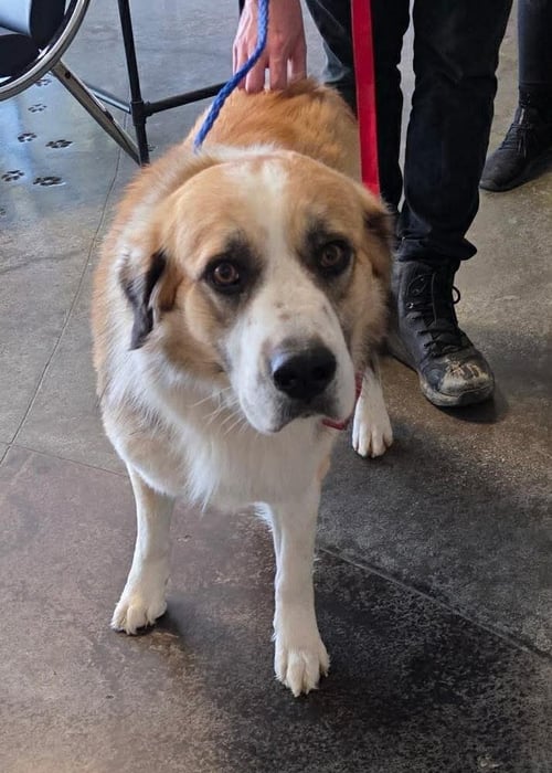 FOUND STRAY: CHEDDAR - Great Pyrenees / Shepherd available for adoption