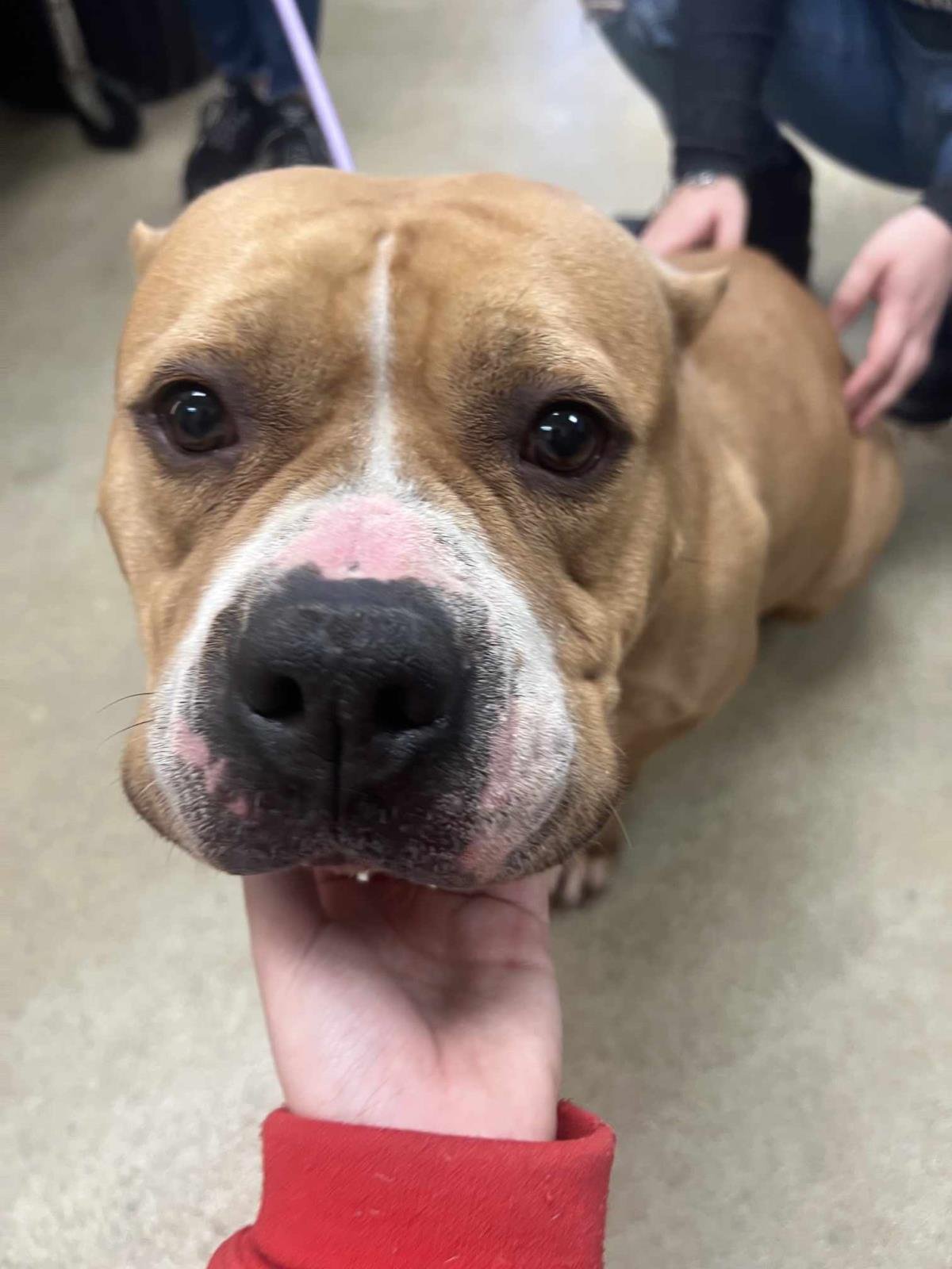 HONEY BUN - American Bulldog available for adoption